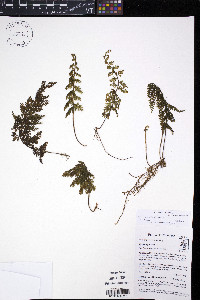 Hymenophyllum sieberi image