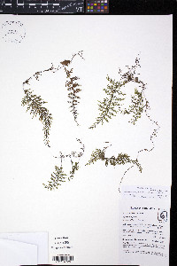 Hymenophyllum fucoides var. pedicellatum image
