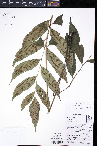 Diplazium roemerianum image