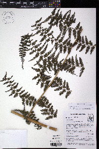 Dennstaedtia producta image