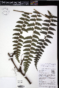 Dennstaedtia obtusifolia image