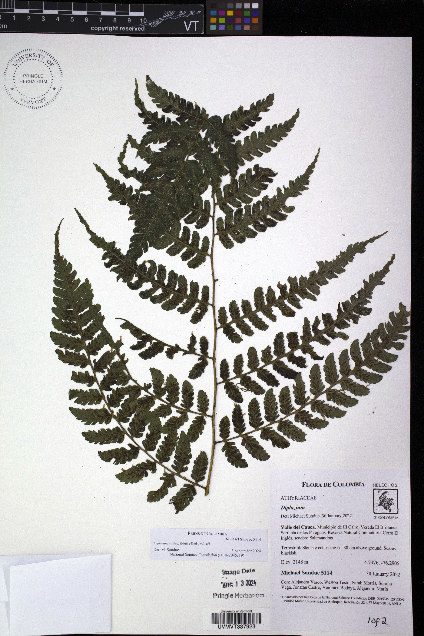 Diplazium vastum image