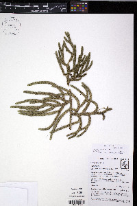 Palhinhaea pendulina image