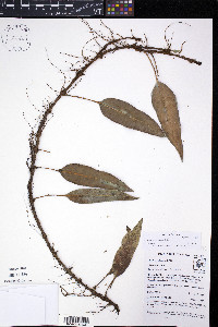Elaphoglossum antioquianum image