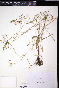 Limnosciadium pinnatum image