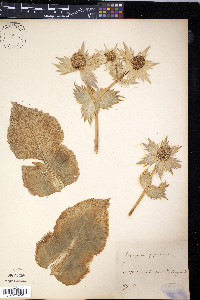 Eryngium giganteum image