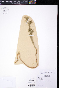 Dendrolycopodium dendroideum image