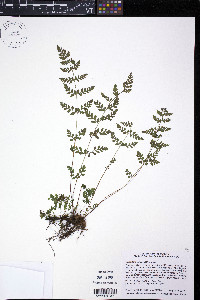 Cystopteris tenuis image