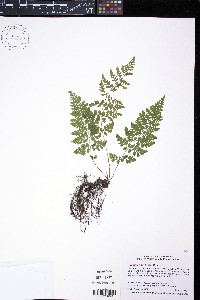 Cystopteris tenuis image