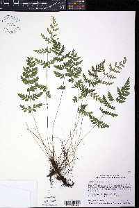 Cystopteris tenuis image