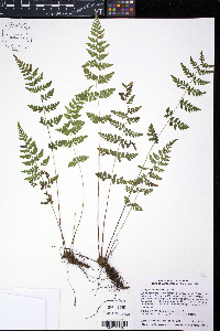 Cystopteris tenuis image