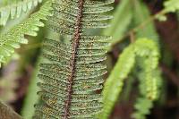 Sticherus rubiginosus image