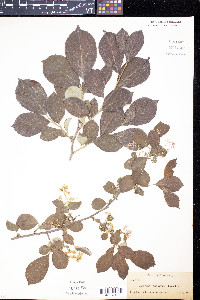 Symplocos paniculata image