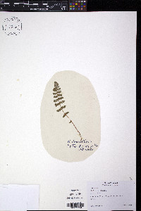 Woodsia ilvensis image