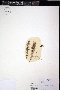 Woodsia ilvensis image