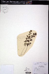 Adiantum capillus-veneris image