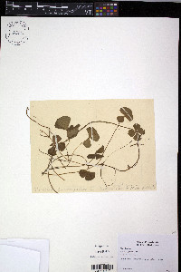 Marsilea quadrifolia image