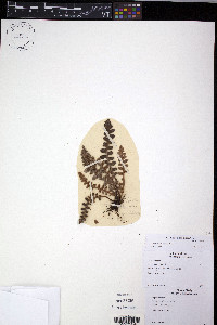 Ceterach officinarum image