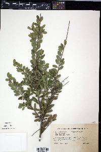 Ilex crenata image