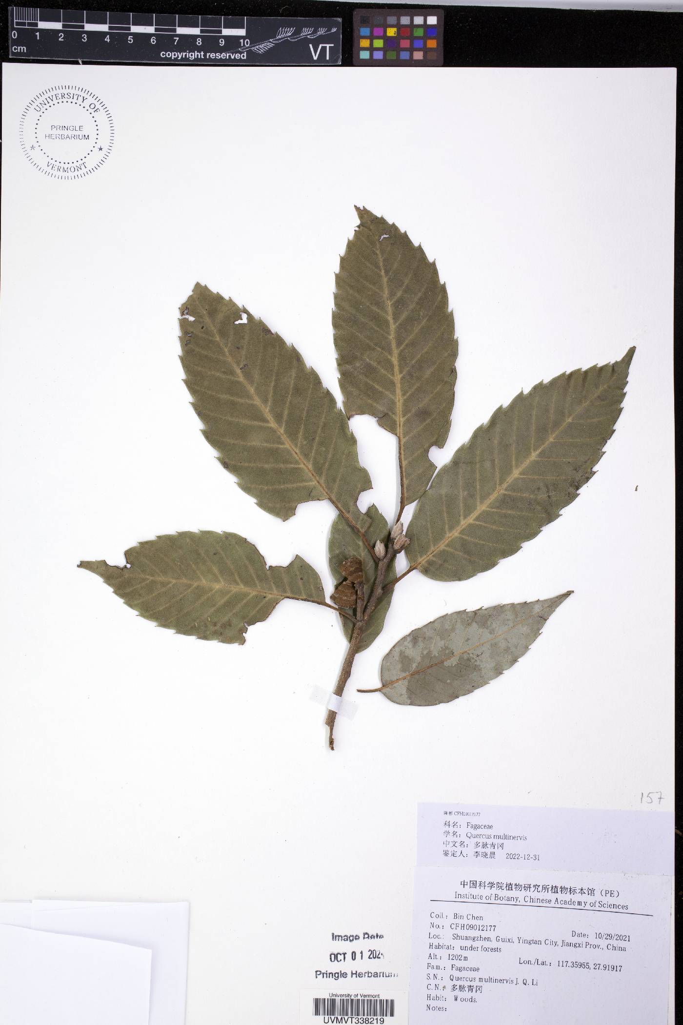 Quercus multinervis image