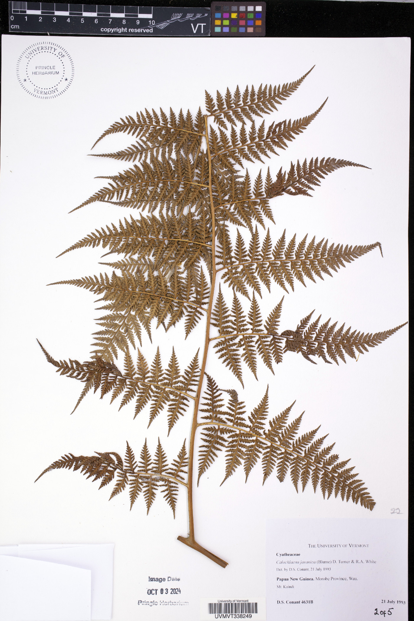 Calochlaena javanica image