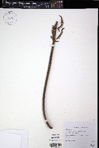 Cyathea gleichenioides image