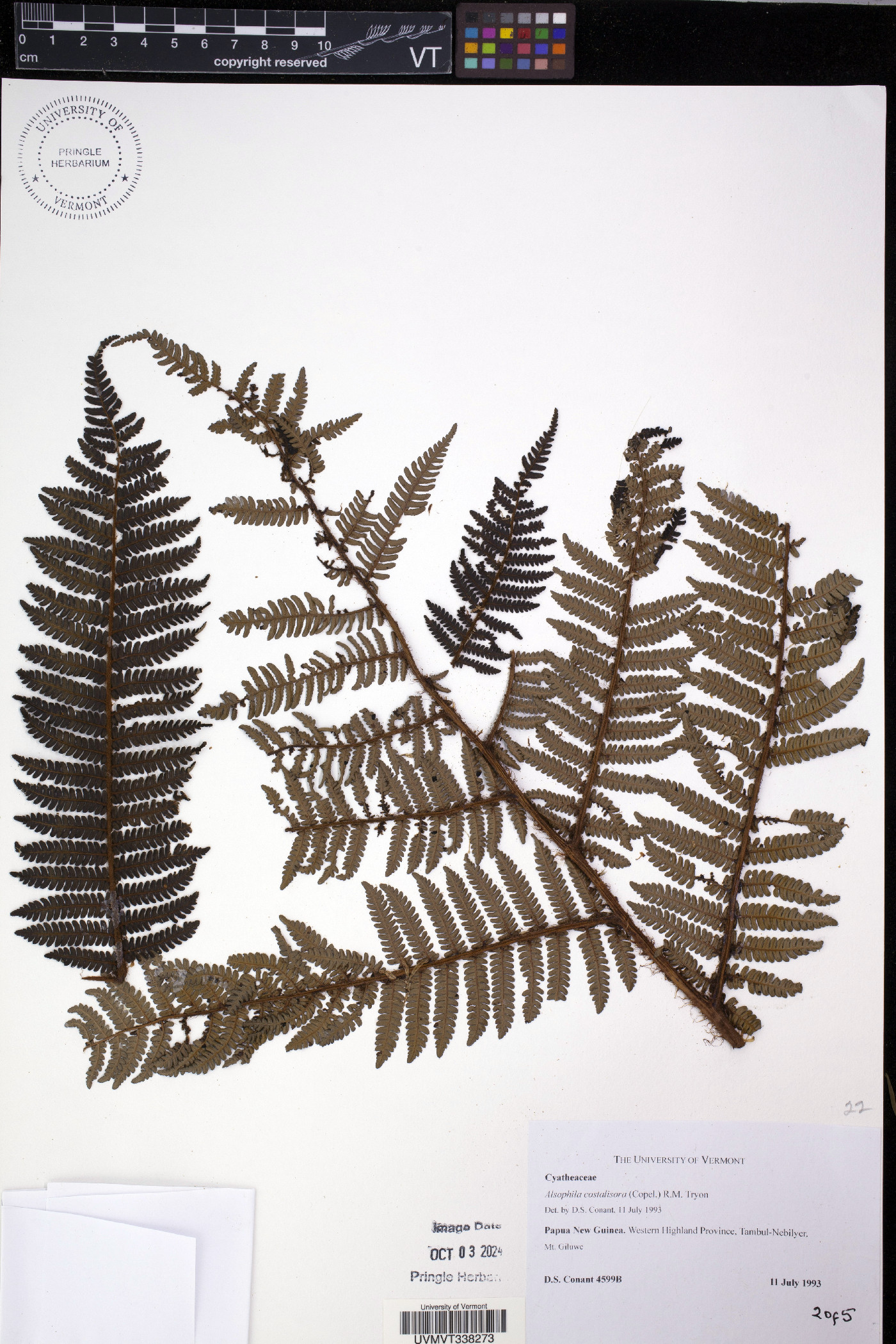 Cyathea costalisora image