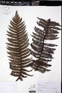 Cyathea percrassa image