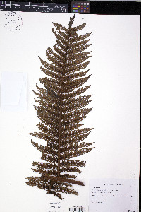 Cyathea percrassa image