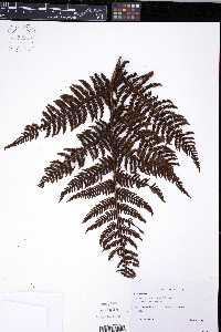 Cyathea percrassa image