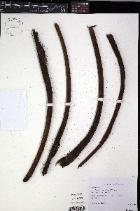 Cyathea percrassa image