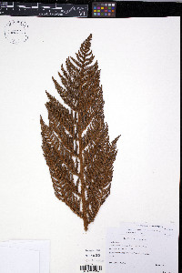 Cyathea gleichenioides image