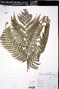 Cyathea arborea image