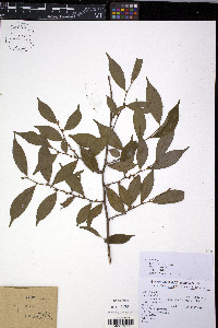 Eurya muricata image