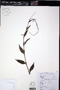 Persicaria hydropiper image