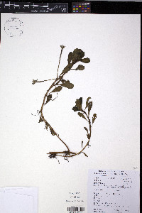 Ludwigia adscendens image