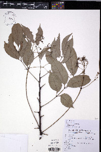 Heynea trijuga image