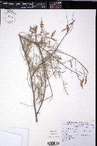 Tamarix hohenackeri image