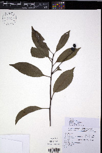Helicia cochinchinensis image