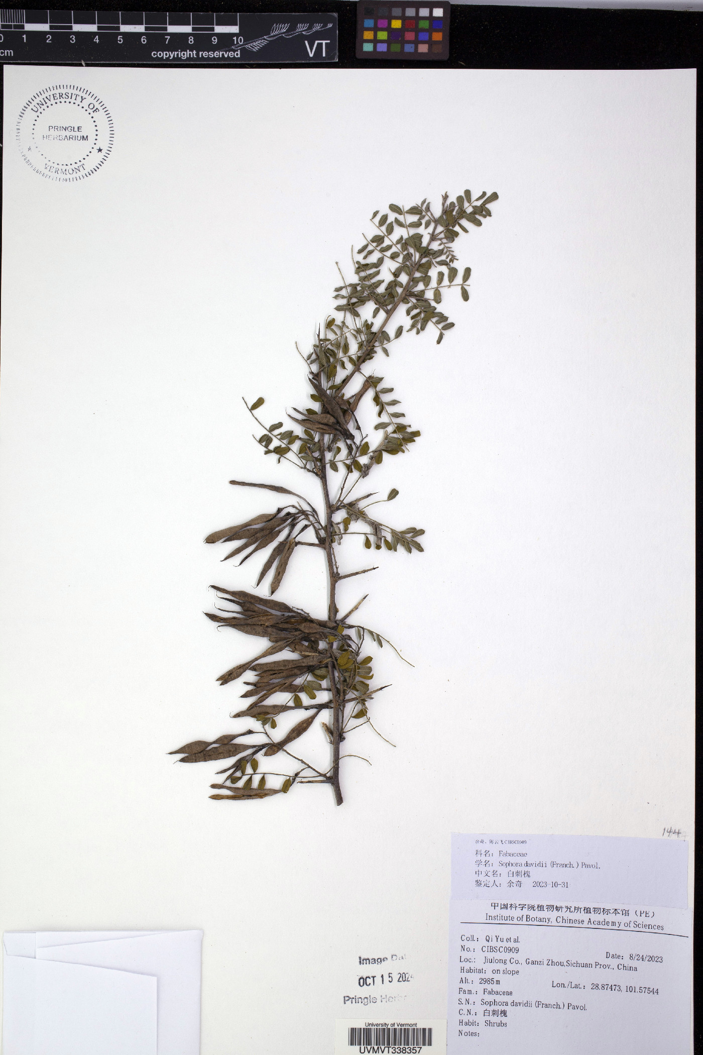 Sophora davidii image