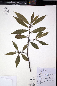 Celastrus gemmatus image