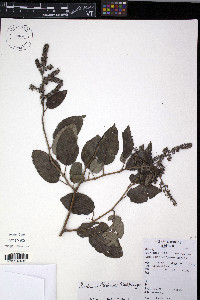 Berchemia floribunda image