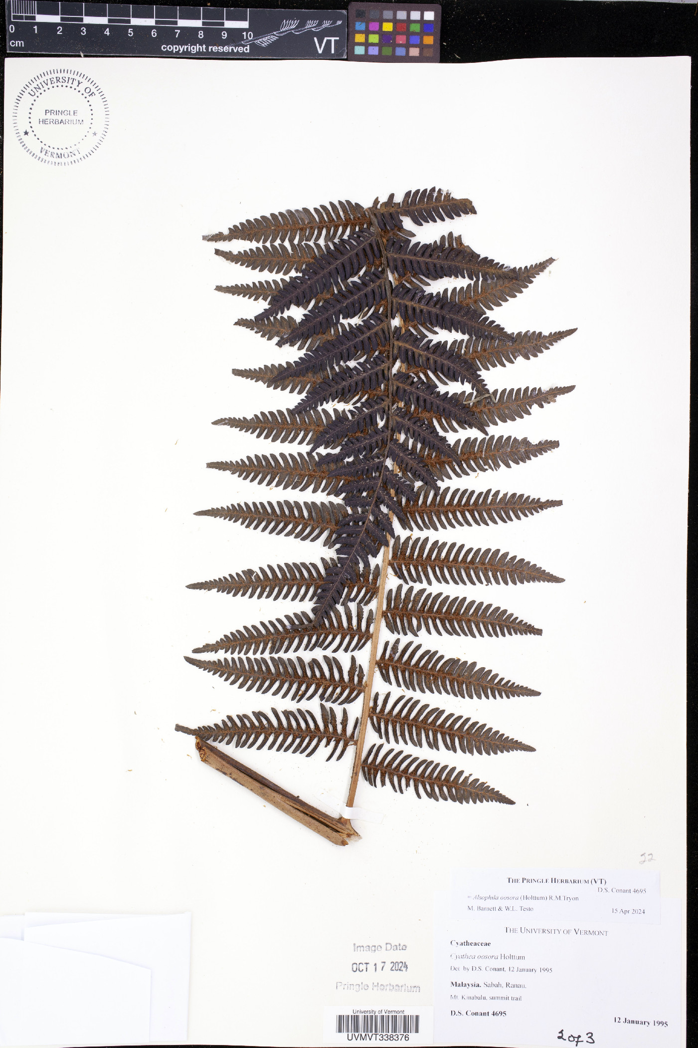 Cyathea oosora image