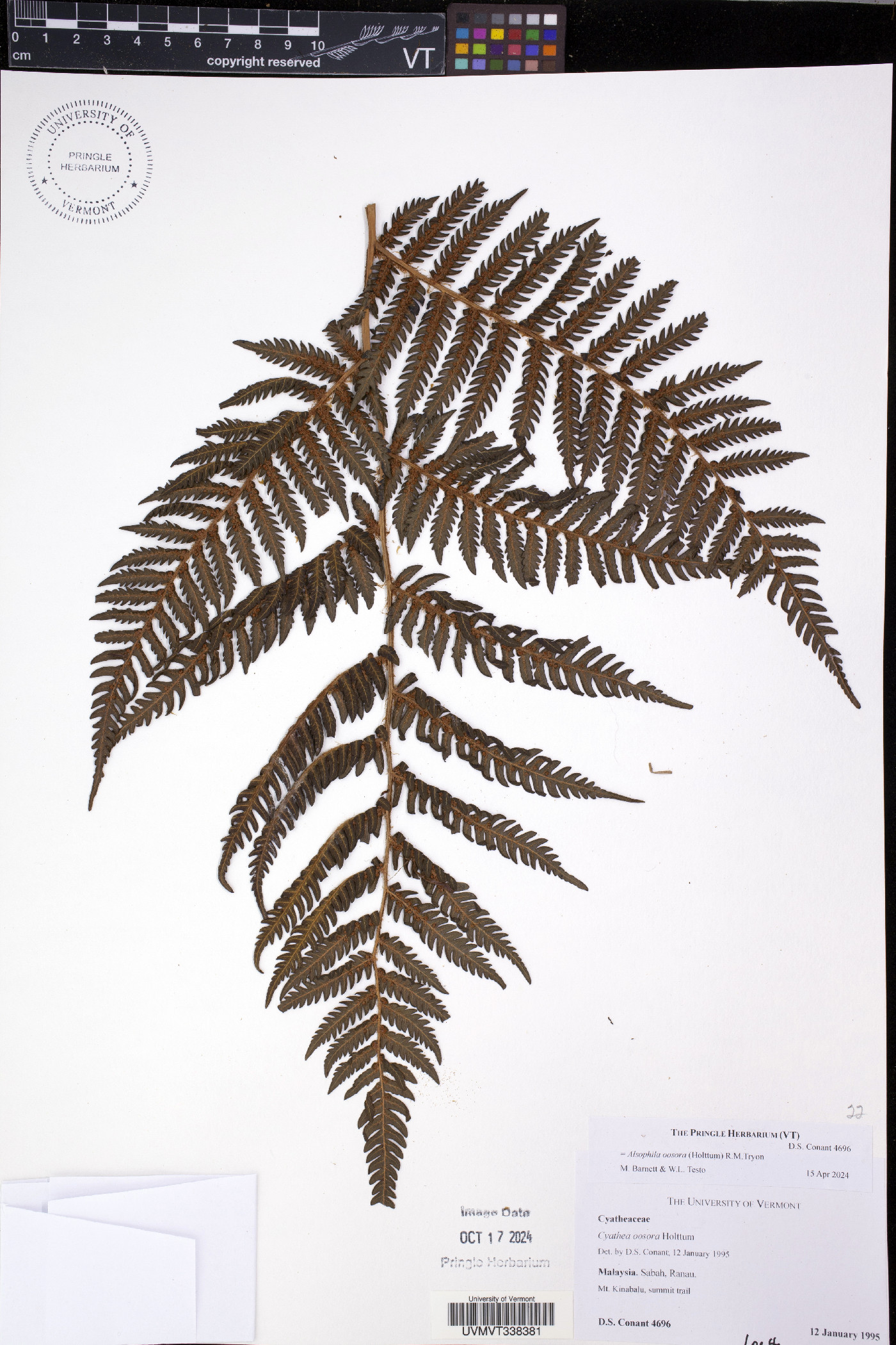 Cyathea oosora image