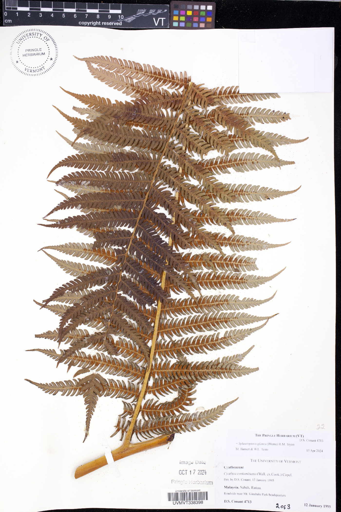 Cyathea glauca image