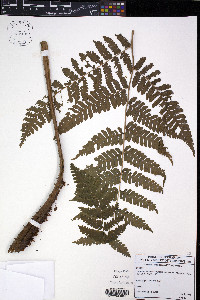 Cyathea schiedeana image