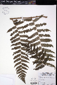 Cyathea schiedeana image