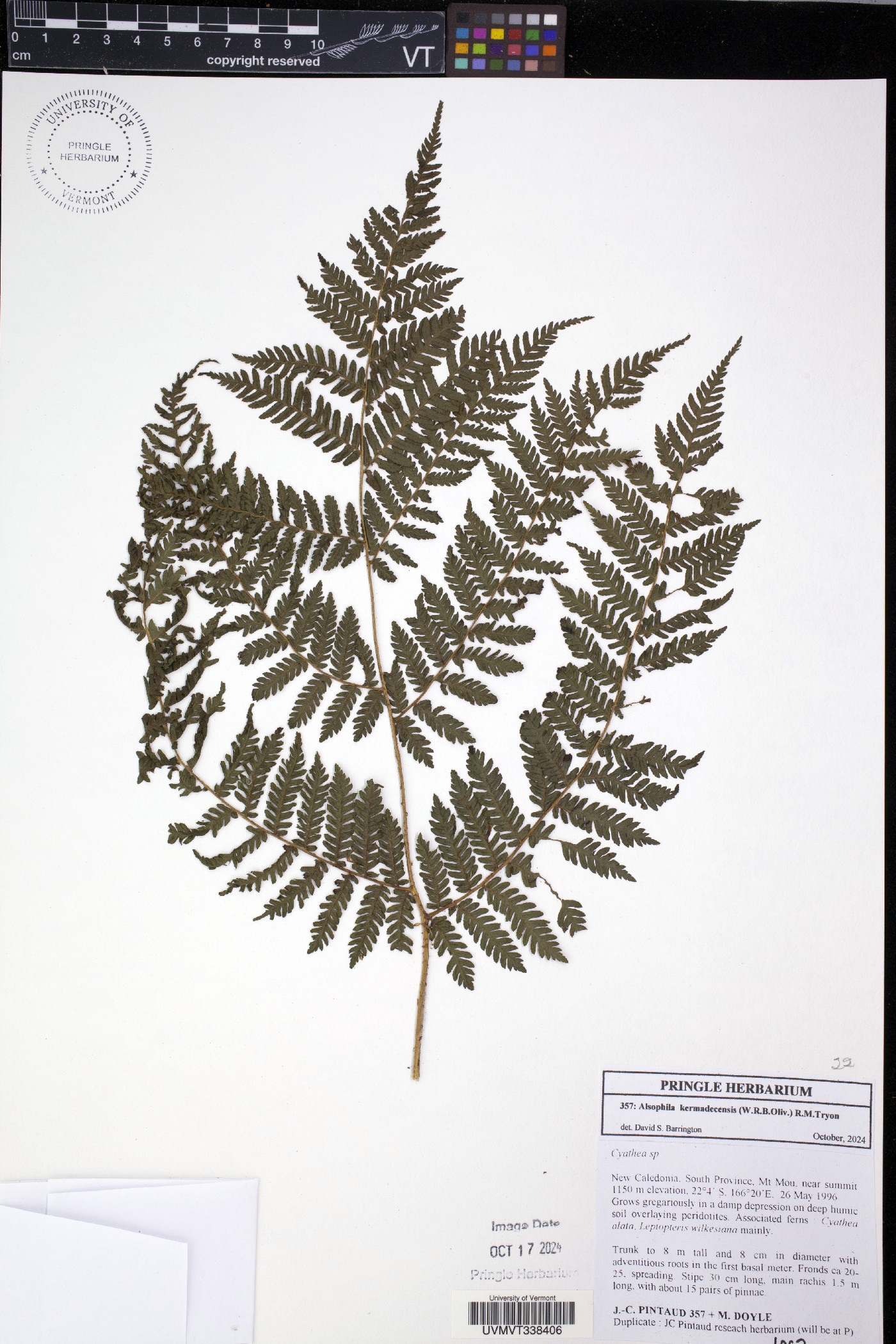 Cyathea kermadecensis image