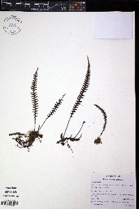 Melpomene pilosissima image