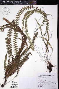 Ceradenia intricata image